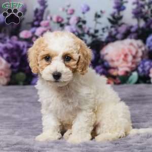 Paisley, Bich-Poo Puppy